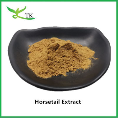 100% natuurlijk paardenstaart extract poeder Equisetum Arvense Extract 10:1