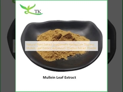 Natuurlijke plantenextract Supplement Verbascum Thapsus Mullein Leaf Extract Verbascum Thapsus Extract Poeder