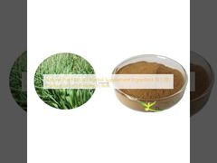 Natuurlijk Plantenextract Kruidensupplement Ingrediënt 10:1 20:1 Weegbree Extract Poeder in Bulk